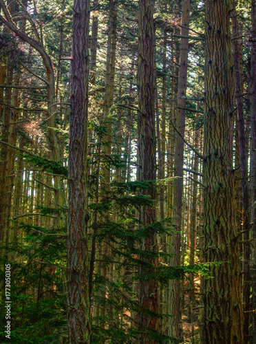 Tall trees on San Juan Island