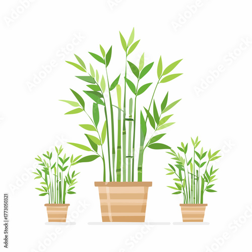 Vector illustration of three potted bamboo plants featuring vibrant green leaves and stalks, symbolizing growth, tranquility, and natural decor. Perfect for adding a botanical touch
