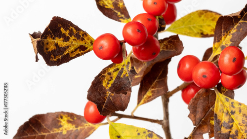 autumn leaves on a white background