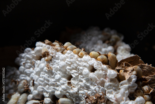 A pest control technician removes an Asian hornet (Vespa velutina) nest from a house under construction in Meis, Galicia.
