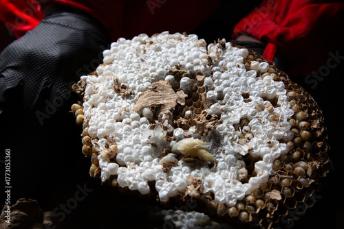 A pest control technician removes an Asian hornet (Vespa velutina) nest from a house under construction in Meis, Galicia.