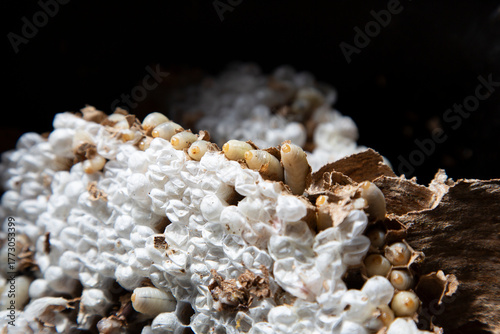 A pest control technician removes an Asian hornet (Vespa velutina) nest from a house under construction in Meis, Galicia.