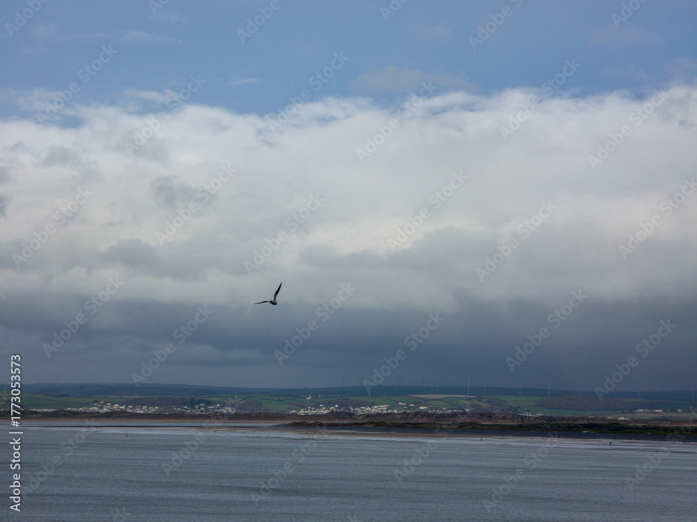 Fototapeta premium seagull flying over the sea