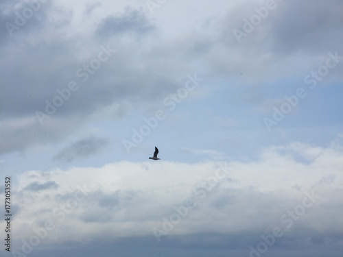 seagull in the sky over the sea