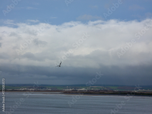 seagull flying over the sea