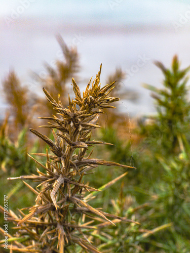 close up of wild plant