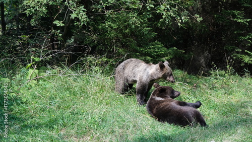 Wallpaper Mural Brown bears on the side of the Transfagarasan mountain road Torontodigital.ca