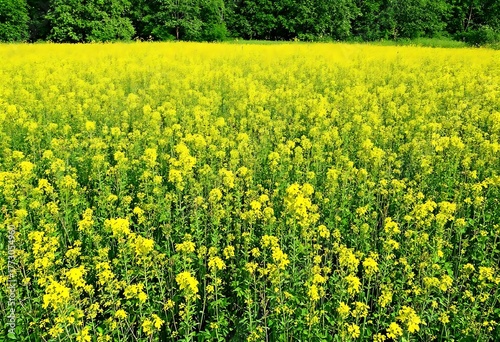 field of yellow flowers