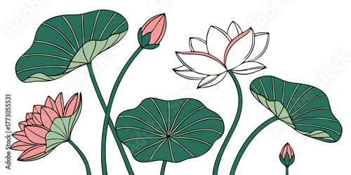 lotus flower botanical illustration with pink coral blooms green lily pads and buds for nature garden zen meditation and oriental design elements