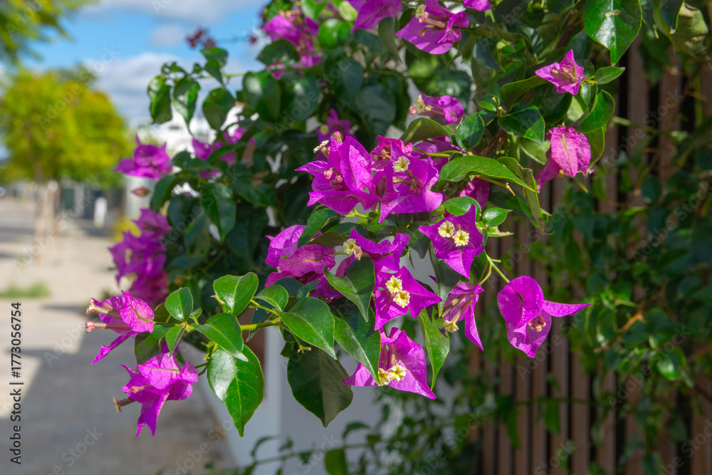 Obraz premium Bougainvillea Flowers in Bloom
