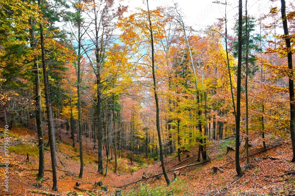Fototapeta premium Slope with an autumn beech (Fagus sylvatica) forest