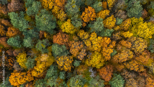 Fotografie A top-down aerial photograph of a dense forest during autumn, showcasing a mix of green, yellow, orange, and brown trees