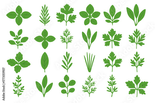 Variety of fresh herbs including basil, parsley, and mint arranged in a clean, clear layout for culinary use or decoration