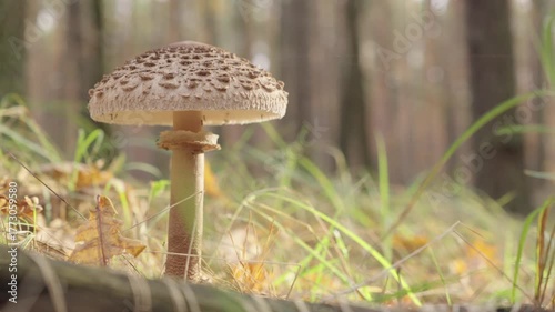 Parasol mushroom or Macrolepiota Procera in the forest