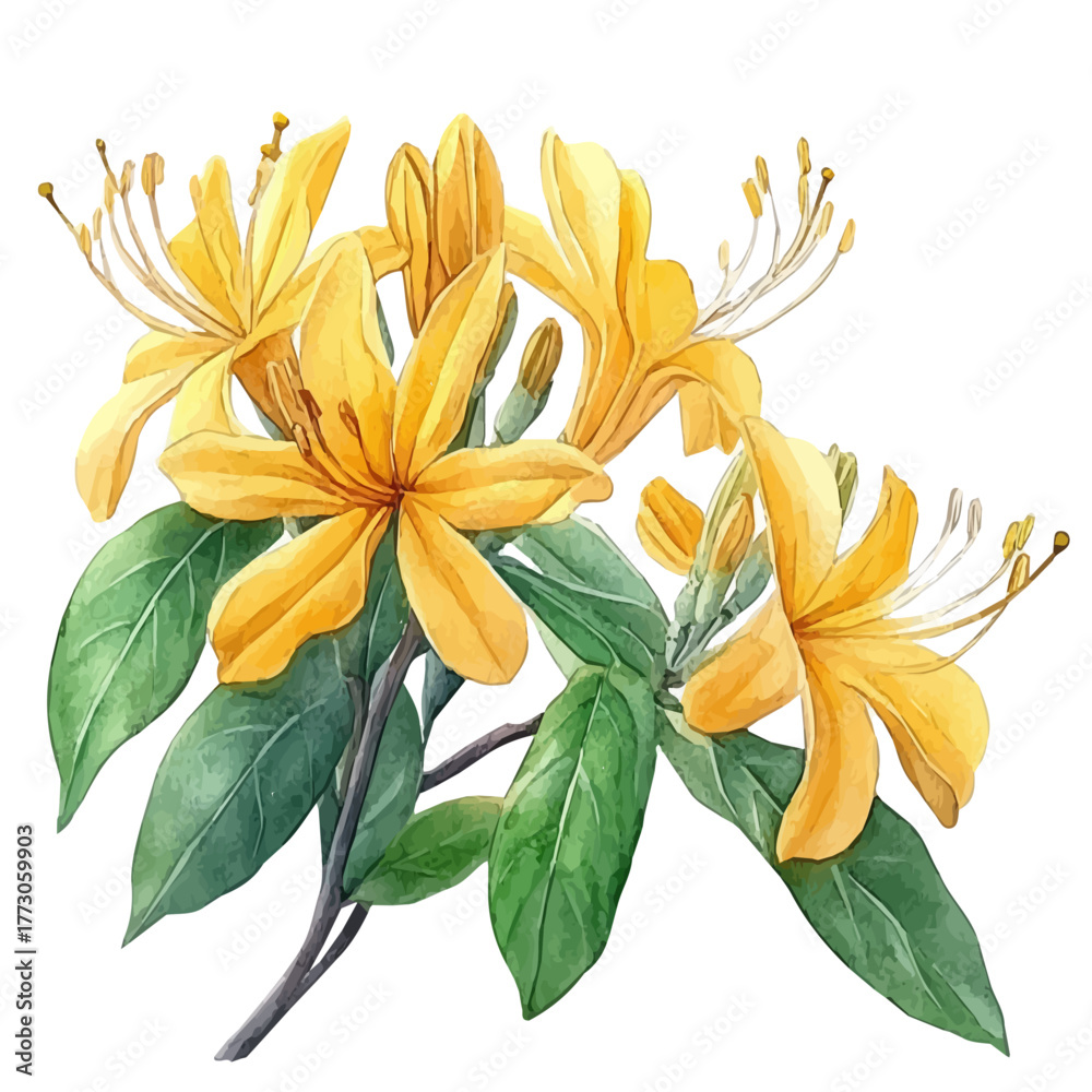 Obraz premium Honeysuckle Flower, watercolor vector, isolated on a white background.