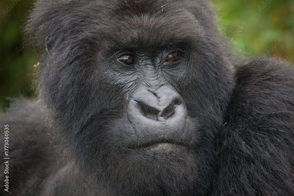 Obraz premium A closeup of the face of a mountain gorilla in the Virunga Mountains of Africa