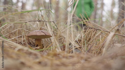 Picking a Imleria Badia, Bay Bolete mushroom. Close up