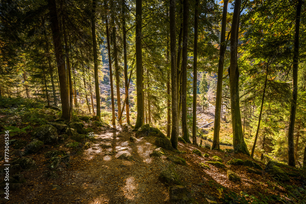 Fototapeta premium Rundweg Wanderweg um den See Kleiner Arber See im Herbst, Bayern, Deutschland
