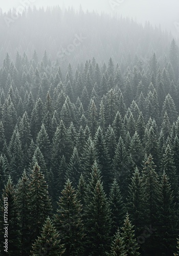 A dense evergreen forest experiencing cold, atmospheric weather, with a touch of mist or frost, highlighting the resilience of nature ,foggy ,scenic ,snowy