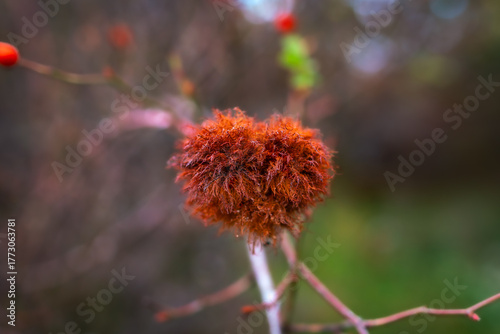Red heart flower in autumn forest