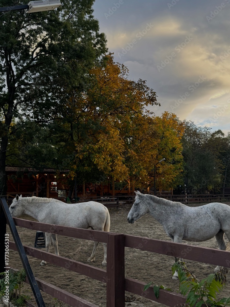 Obraz premium Two white horses standing behind a wooden fence in an outdoor paddock surrounded by autumn trees at sunset. 
