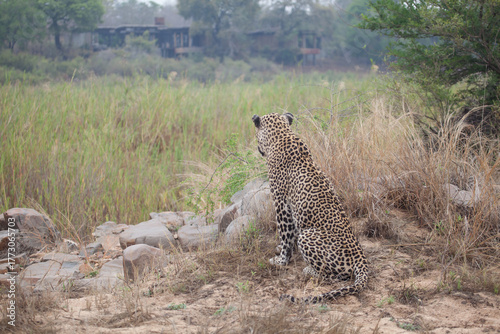 Leopard looking at a lodge in the distance in Africa