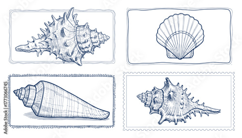 Set of Vintage Hand Drawn Seashells in Sketchy Frames Vector Nautical Engraving Style Illustrations