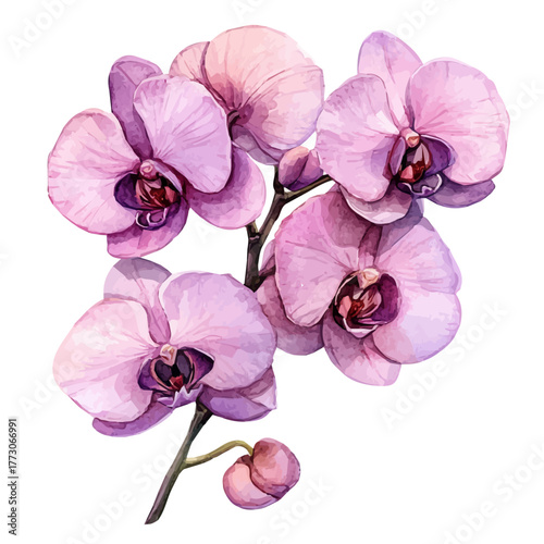 Orchid Flower, watercolor illustration vector, isolated on a white background.