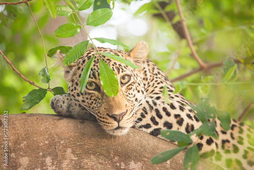 Face shot of a super cute leopard