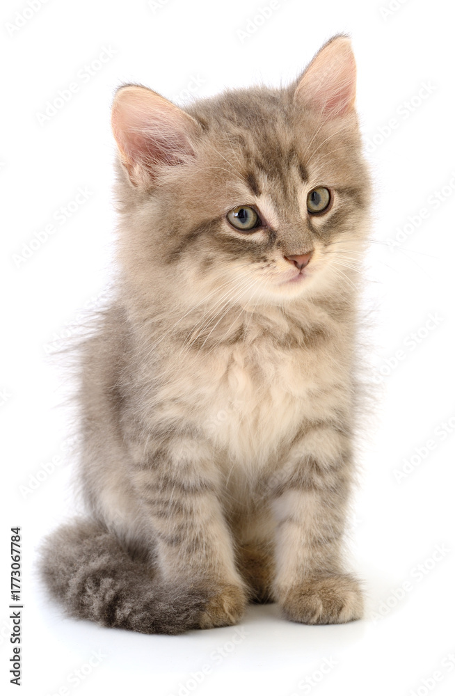 Fototapeta premium Cute gray fluffy kitten sitting isolated on white background