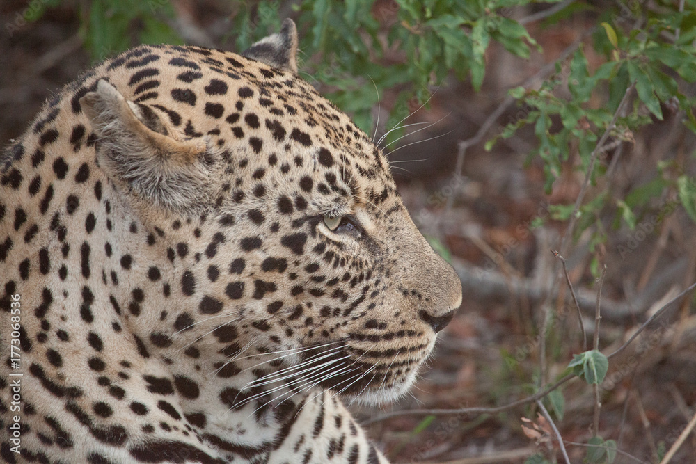 Naklejka premium Close up of a leopard's face in Africa
