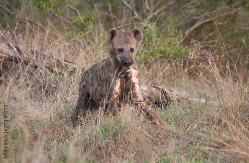 Spotted Hyena chewing on a cape buffalo leg 