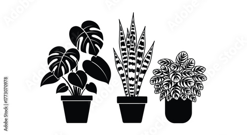 Three stylized potted houseplants are silhouetted against a white background, showcasing their distinct foliage and forms.