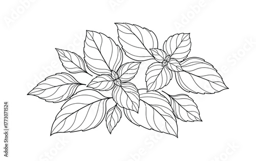 A detailed line drawing of fresh basil leaves, showcasing its botanical structure and culinary appeal.