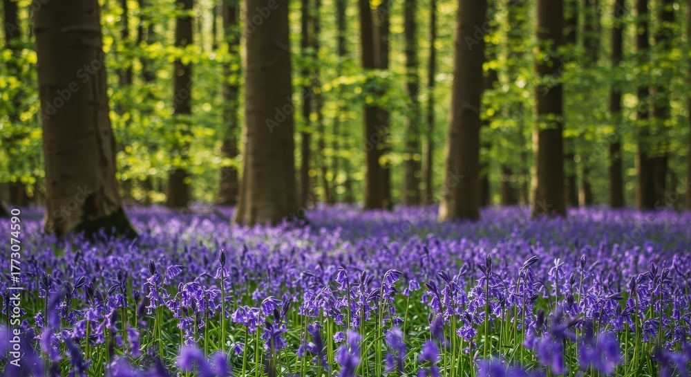 Obraz premium A stunning natural carpet of vibrant bluebell flowers covering the forest floor under bright springtime light creating an idyllic scene, growth, natural, idyllic