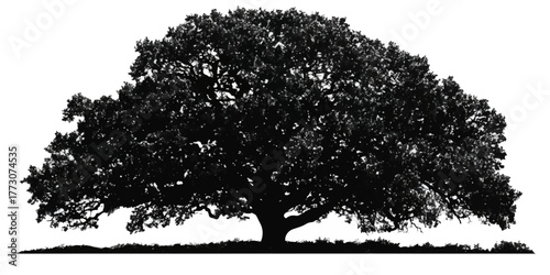 Majestic silhouette of a large mature oak tree with a full canopy against a white background
