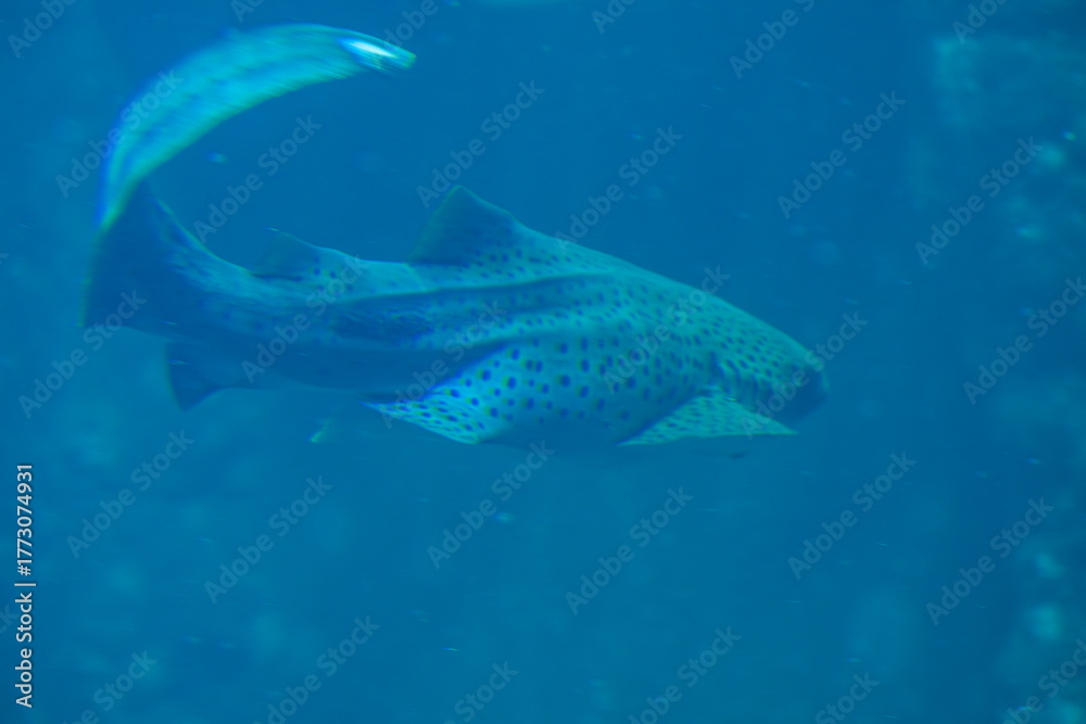 Naklejka premium Mysterious Spotted Shark Gliding Through Deep Blue Water
