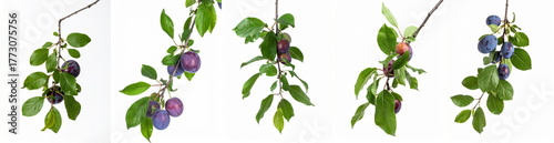 Wallpaper Mural Branches with ripe, organic plums and green leaves, representing fresh harvest, healthy eating, and natural ingredients Torontodigital.ca