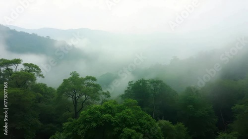 Mystical Foggy Forest: Immerse yourself in the tranquility of a lush, vibrant forest enveloped in a misty embrace, creating a captivating scene that exudes serenity and natural wonder.