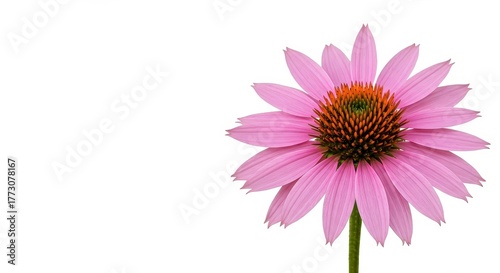 A delicate pink coneflower bloom isolated against a pristine white backdrop, showcasing soft petals and a distinct central cone ,studio, summer, background