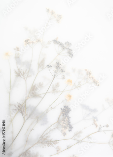 Pressed Dried Flowers as Dreamy Background