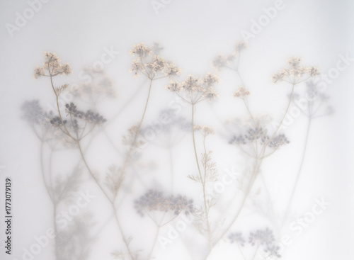 Pressed Dried Flowers as Dreamy Background