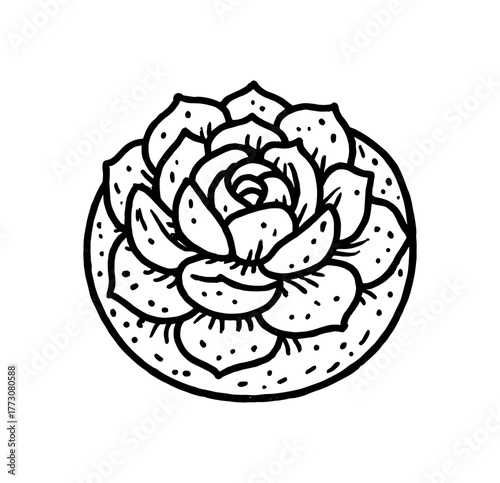 hand drawn cute doodle style succulent orb vector line illustration line isolated on white background