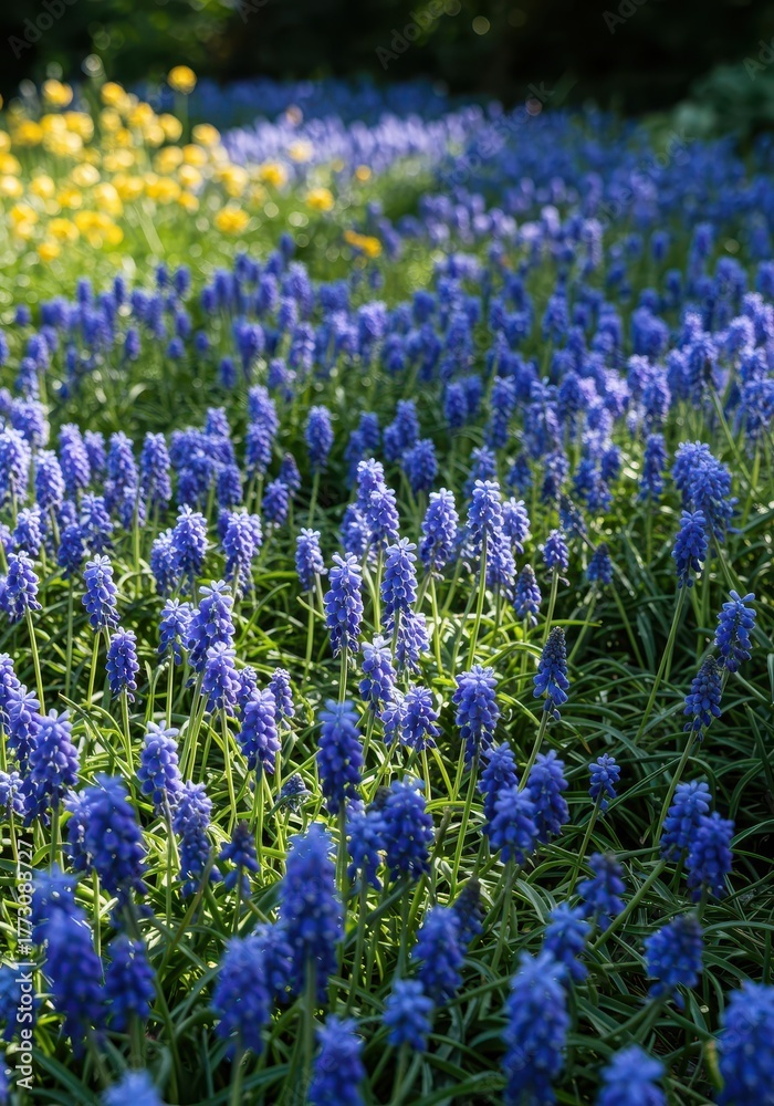 Obraz premium A vibrant, densely packed flowerbed featuring various shades of tranquil blue blossoms under bright natural sunlight in a classic garden setting, outdoor, shade, vibrant