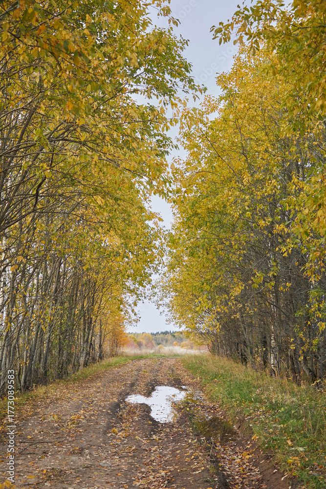 Fototapeta premium A dirty road in autumn trees