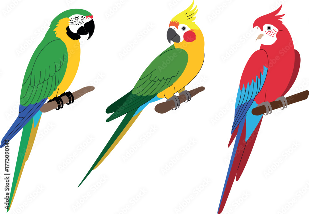 Obraz premium Three colorful parrots sit perched on branches against a white background.