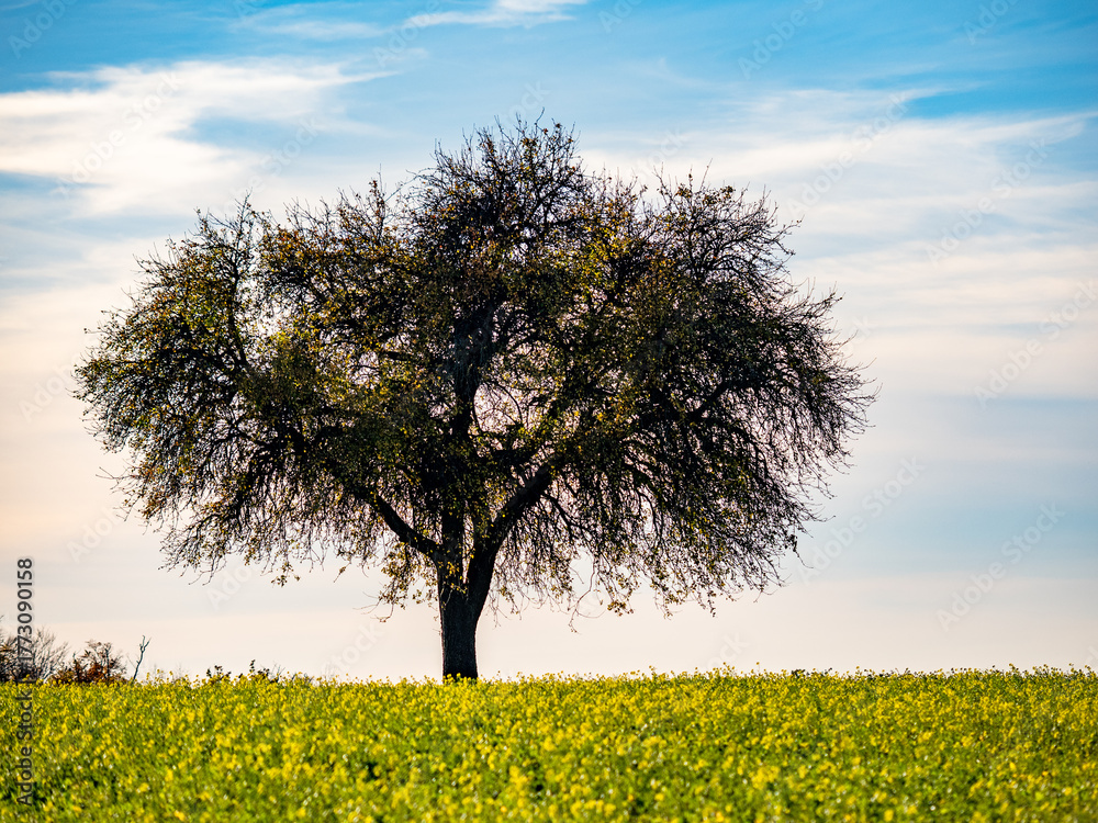 Fototapeta premium Schöne Naturlandschaft im Herbst