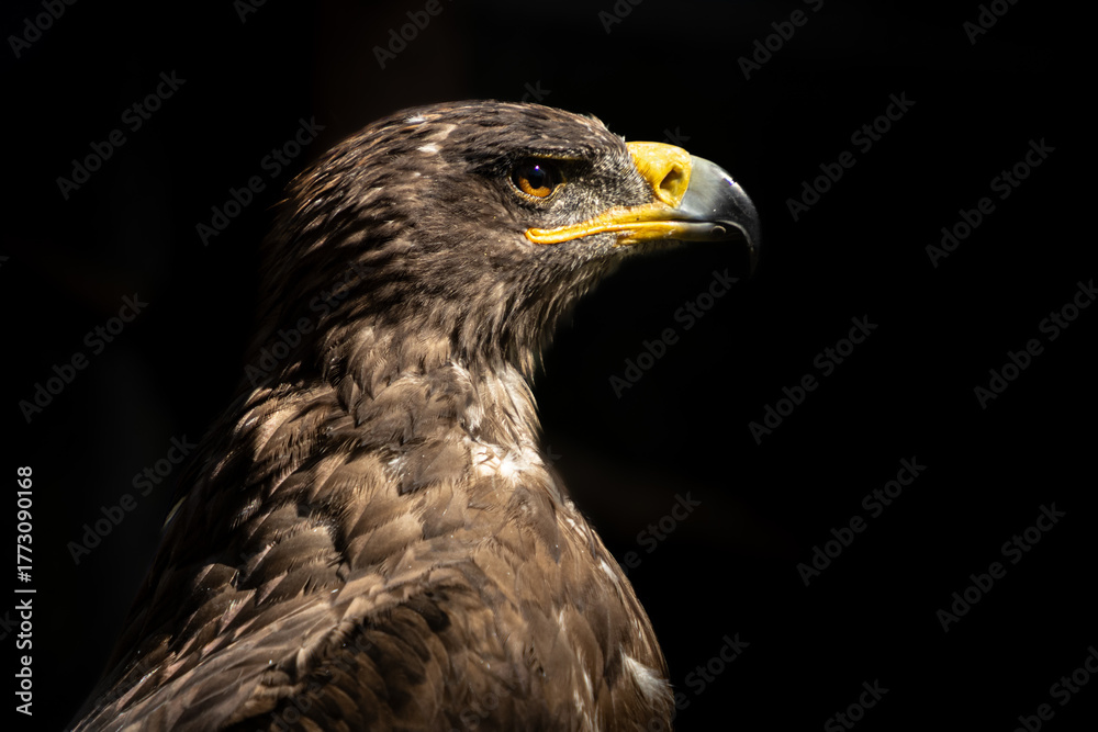 Obraz premium Detailed view of an eagle's focused eye. Perfect for nature, vision, and predator themes.