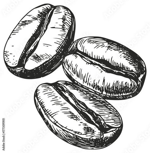Coffee bean engraving vector illustration