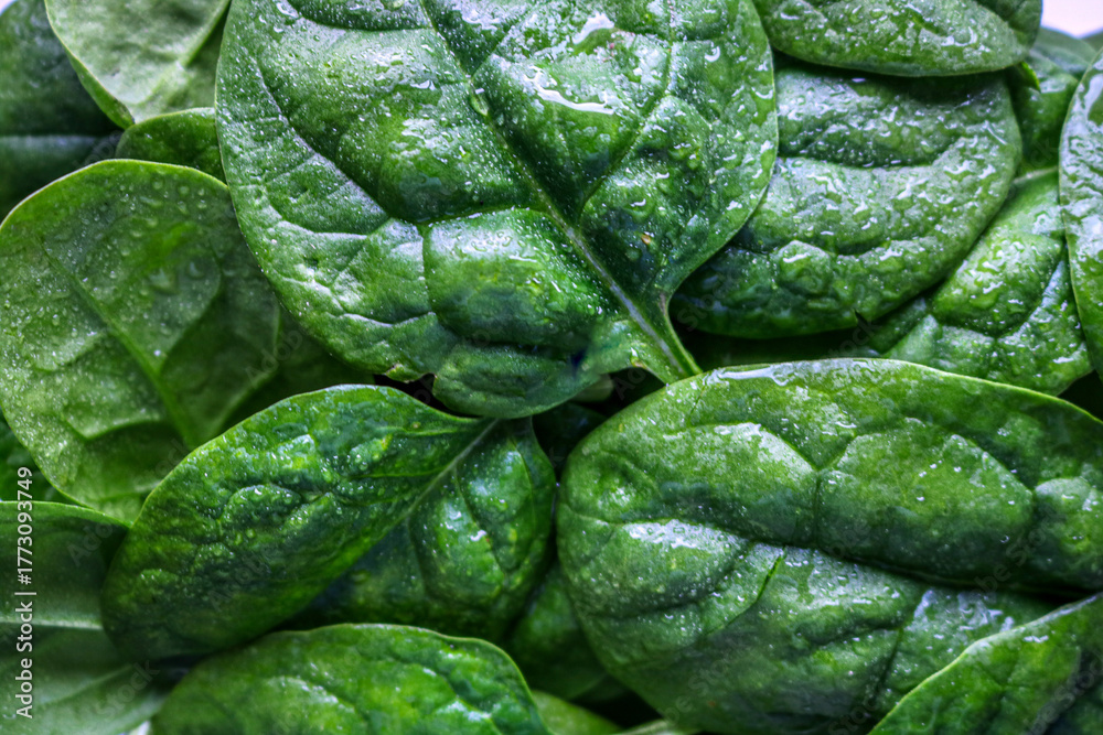 Obraz premium green leaf background spinach